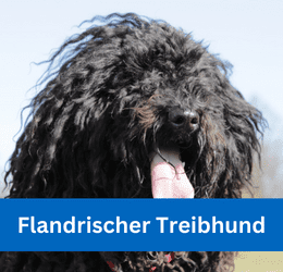 Flandrischer Treibhund