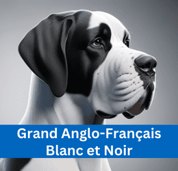 GRAND ANGLO-FRANÇAIS BLANC ET NOIR