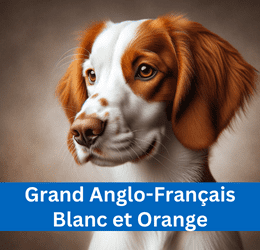GRAND ANGLO-FRANÇAIS BLANC ET ORANGE