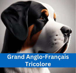 GRAND ANGLO-FRANÇAIS TRICOLORE