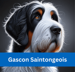 Gascon Saintongeois