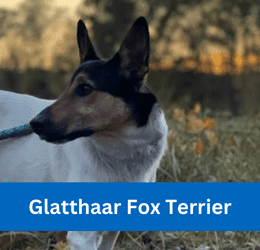 Glatthaar Fox Terrier