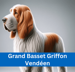 Grand Basset Griffon Vendéen
