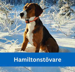 HAMILTONSTÖVARE