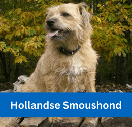 Hollandse Smoushond