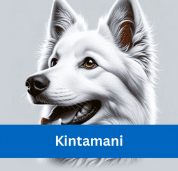 Kintamani