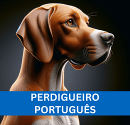 PERDIGUEIRO PORTUGUÊS