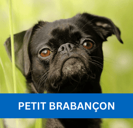 PETIT BRABANÇON