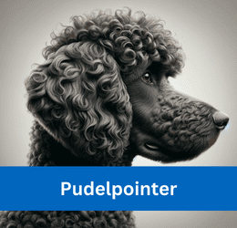 Pudelpointer