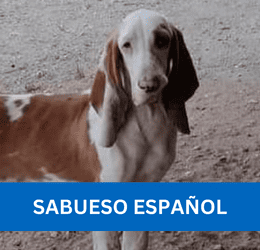 SABUESO ESPAÑOL