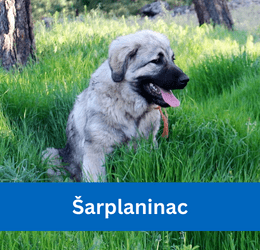 Šarplaninac
