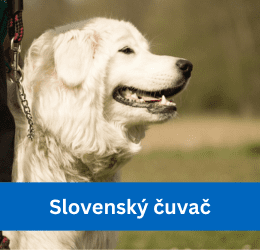 Slovenský čuvač