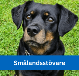 Smålandsstövare
