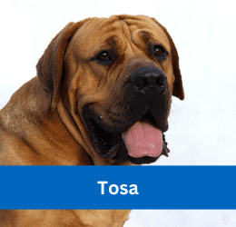 Tosa