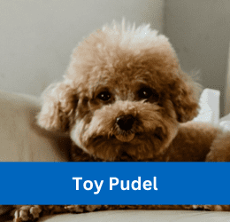 Toy Pudel