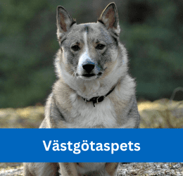 VÄSTGÖTASPETS