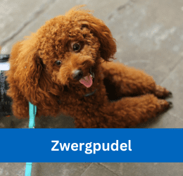 Zwergpudel