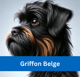 griffon belge