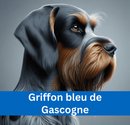 griffon bleu de gascogne