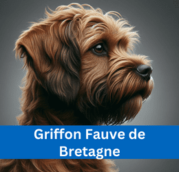 griffon fauve de bretagne