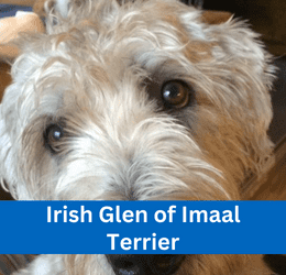 irish glen of imaal terrier