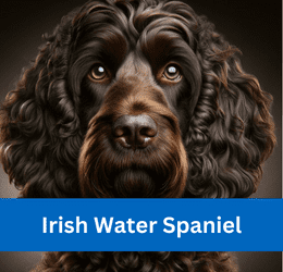 irish water spaniel