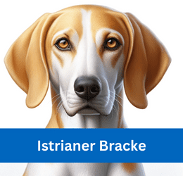 istrianer bracke