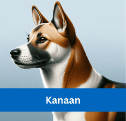kanaan hund