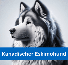 kanadischer eskimohund