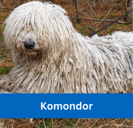 komondor