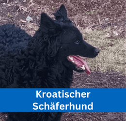 kroatischer schäferhund
