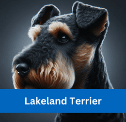 lakeland terrier