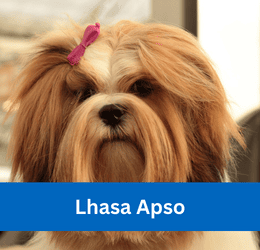 lhasa apso