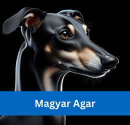magyar agar
