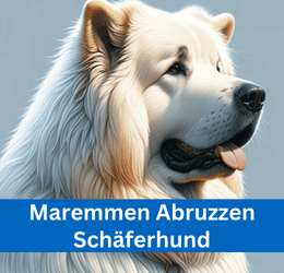 maremmen abruzzen schäferhund