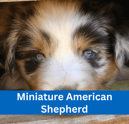 miniature american shepherd