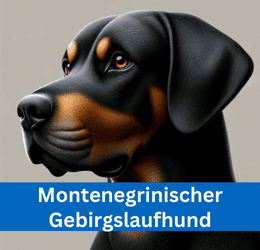montenegrinischer gebirgslaufhund