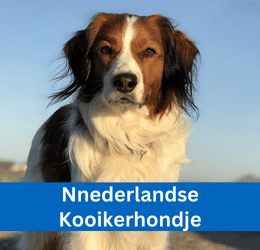 nederlandse kooikerhondje