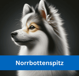 norrbottenspitz