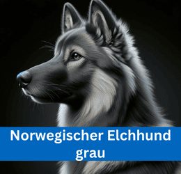 norwegischer elchhund grau