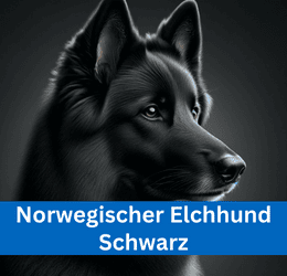 norwegischer elchhund schwarz