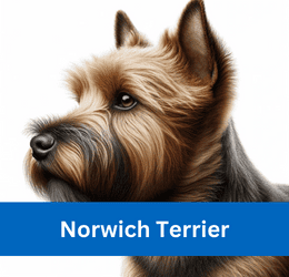 norwich terrier
