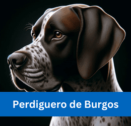 perdiguero de burgos