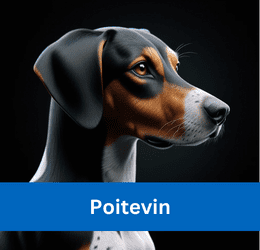 poitevin
