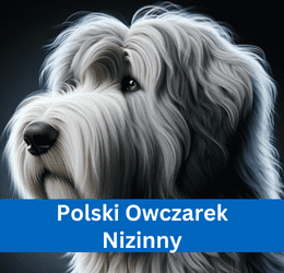 polski owczarek nizinny