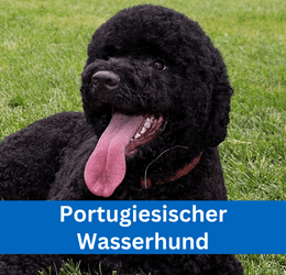 portugiesischer wasserhund
