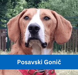 posavski gonič