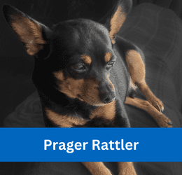 prager rattler