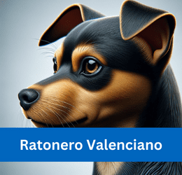 ratonero valenciano