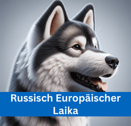 russisch europäischer laika